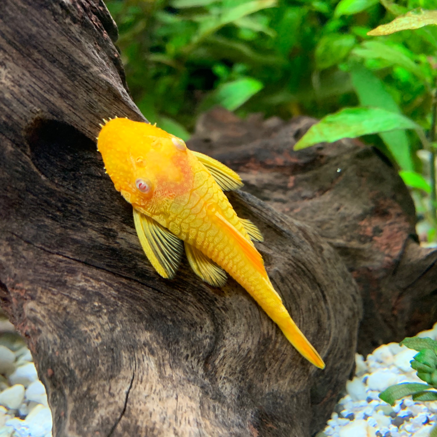 Ancistrus temminckii gold SM